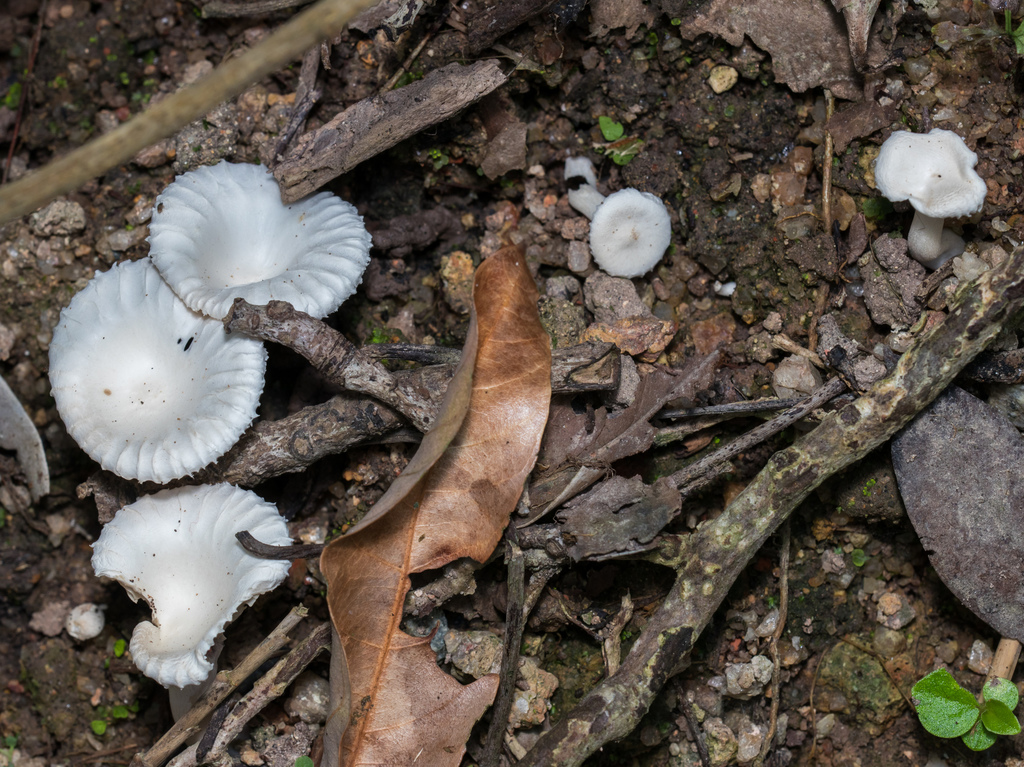 Clitopilus crispus