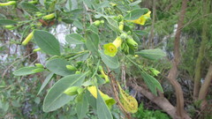 Nicotiana glauca