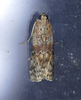 Hackberry Leafroller Moth - Photo (c) krancmm, some rights reserved (CC BY-NC), uploaded by krancmm