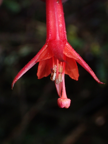 Image of Fuchsia vulcanica by (c) Nolan Exe, some rights reserved (CC BY)