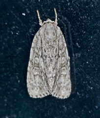 Acronicta retardata