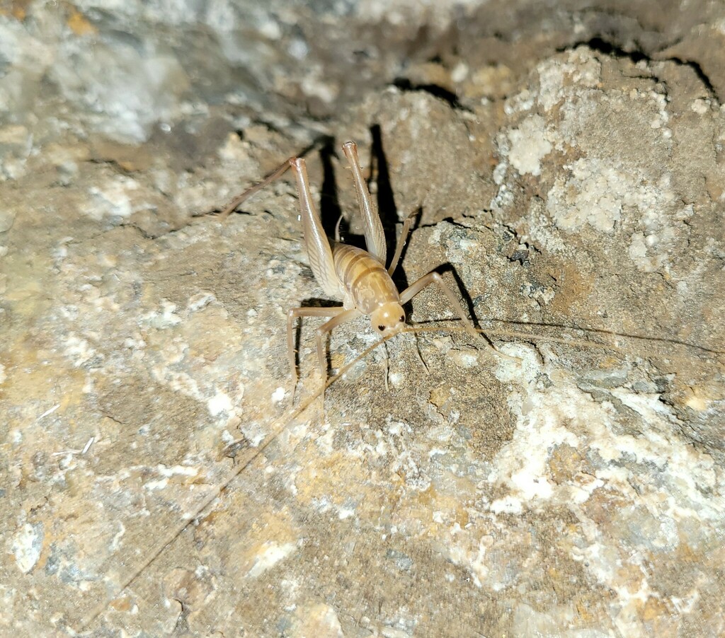 Camel Crickets from El Paso, TX, USA on April 21, 2024 at 09:27 AM by ...