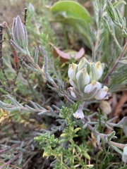 Chloropyron maritimum