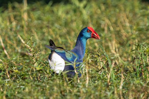 African Swamphen
