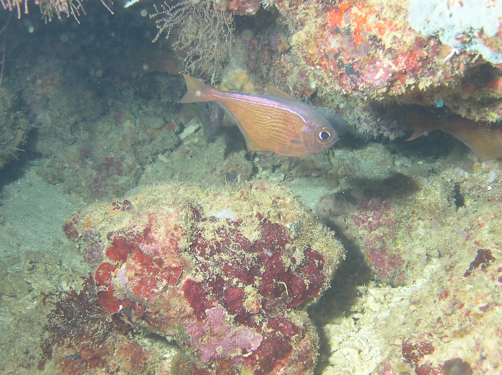 Pempheris malabarica