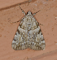 Catocala amica