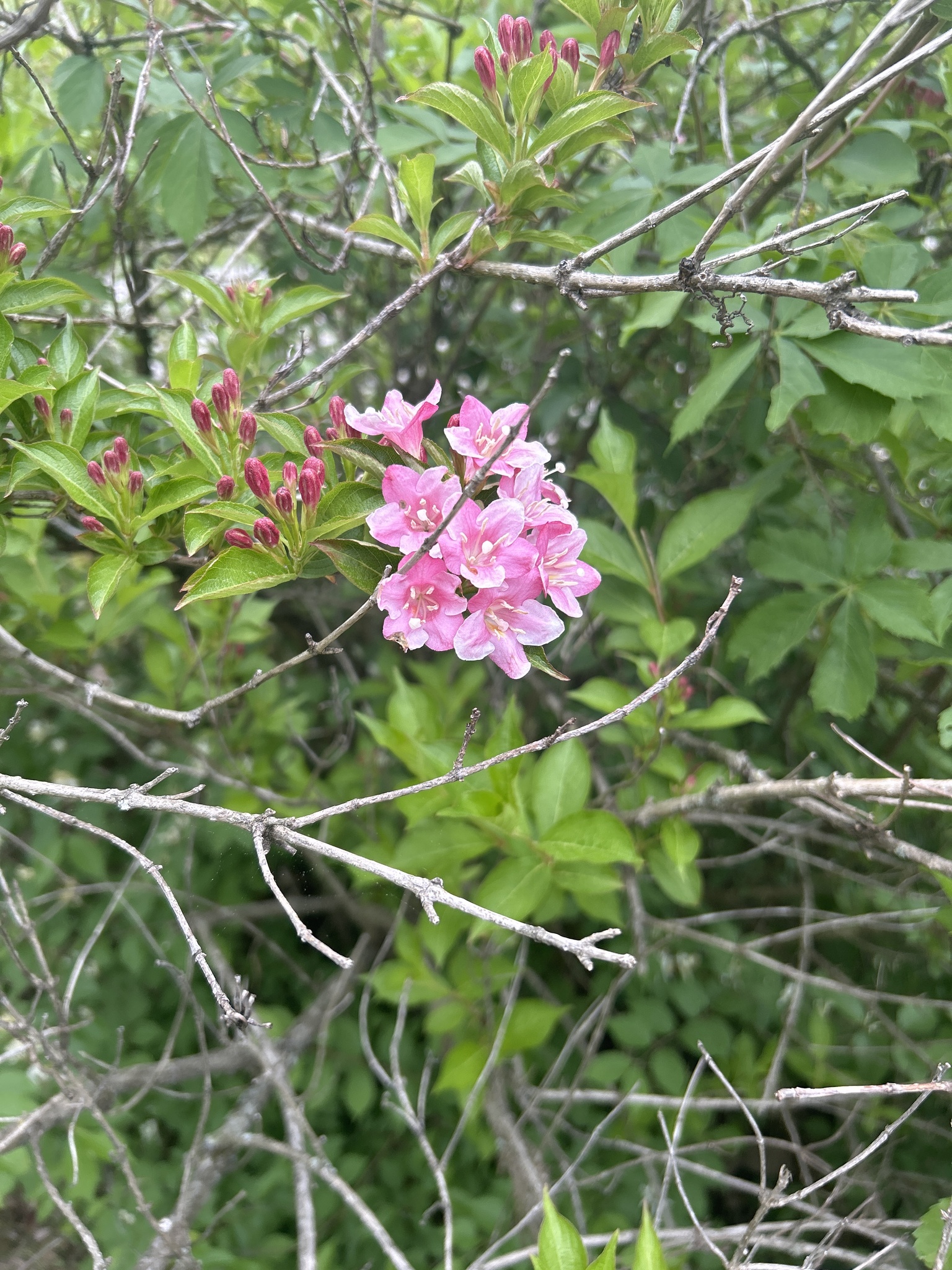 Imagem de Weigela florida