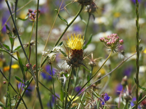 Image of Centaurea ornata by (c) Duarte Frade, some rights reserved (CC BY)