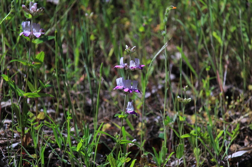 iNaturalist observation photo of Purple Chinese Houses