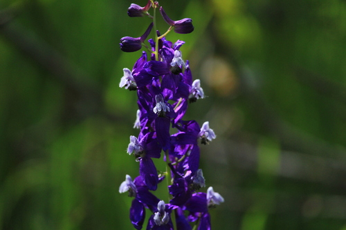 iNaturalist observation photo of Zigzag Larkspur