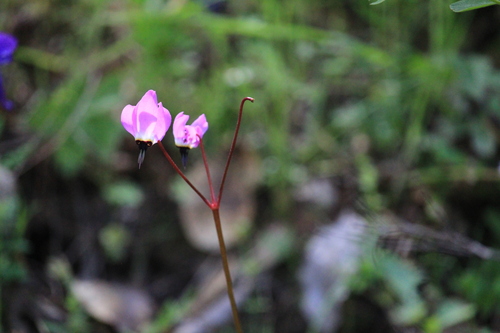 iNaturalist observation photo of Henderson's shooting star