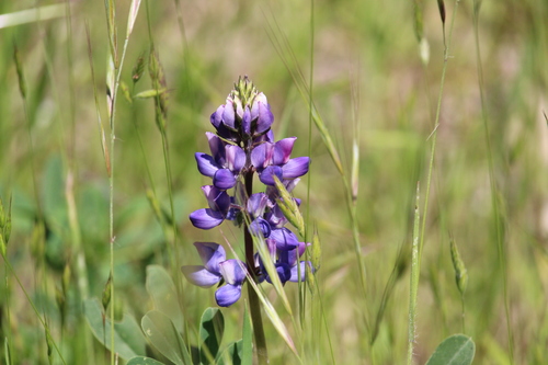 iNaturalist observation photo of lupines