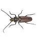 Callipogon lemoinei - Photo no hay derechos reservados, subido por University of Delaware Insect Research Collection