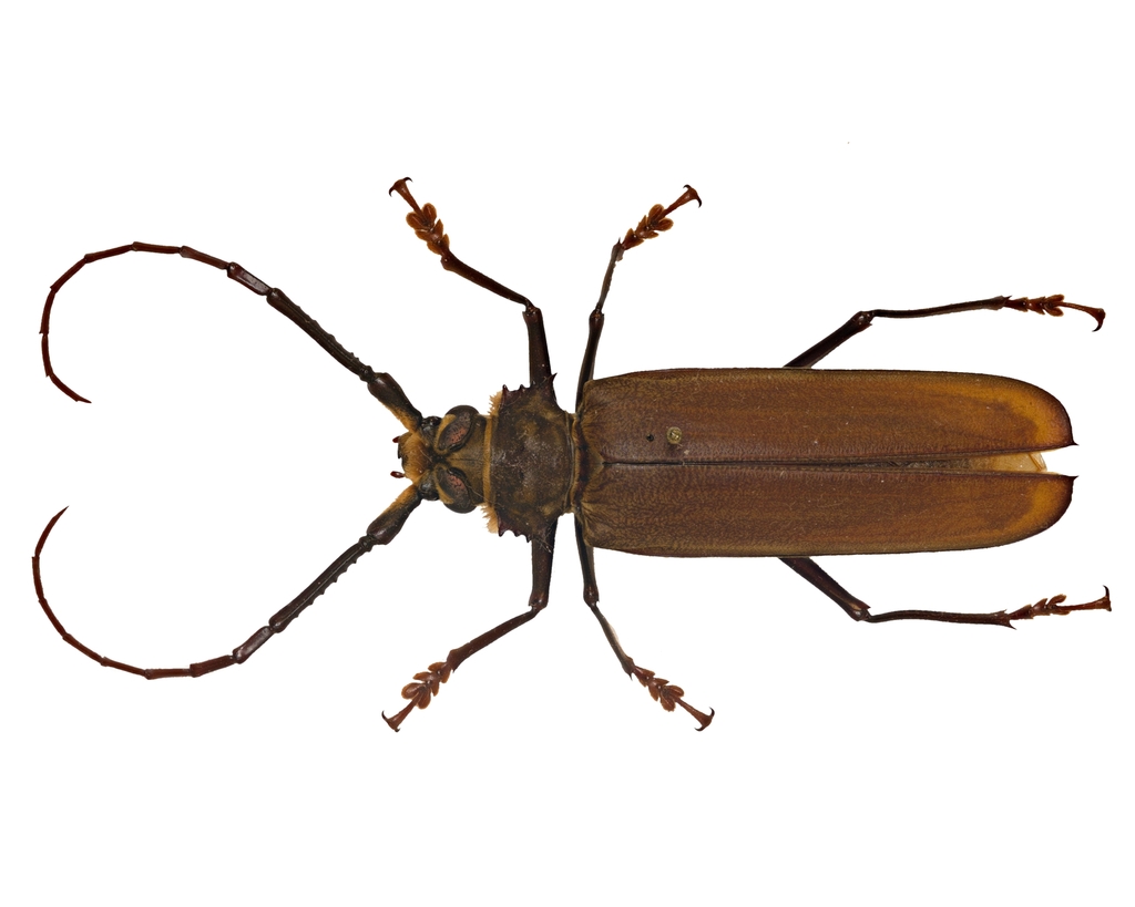 Orthomegas monnei