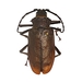Scatopyrodes trichostethus - Photo Ningún derecho reservado, subido por University of Delaware Insect Research Collection
