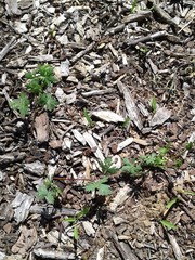 Callirhoe involucrata