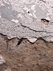Forficula auricularia