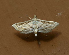 Marasmia trapezalis