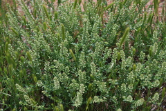 Lepidium oblongum