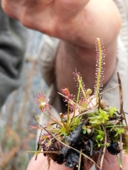 Drosera filiformis