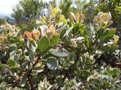 Arctostaphylos pungens
