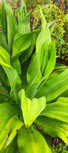 Agave brevispina