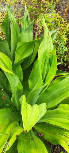 Short-Spined Agave (Agave brevispina)
