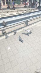 Columba livia domestica