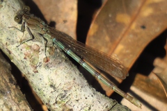 Argia sedula