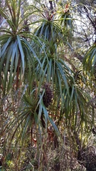 Dracophyllum elegantissimum