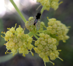Lomatium triternatum
