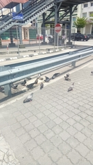 Columba livia domestica