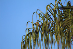 Passer domesticus