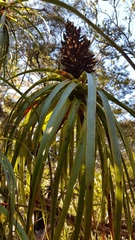 Dracophyllum elegantissimum