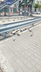 Columba livia domestica