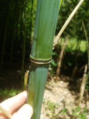 Phyllostachys bambusoides