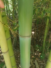 Phyllostachys bambusoides