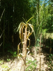 Phyllostachys bambusoides