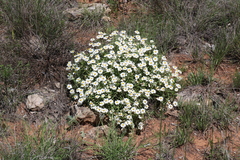 Melampodium leucanthum