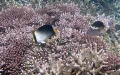 Chaetodontoplus mesoleucus