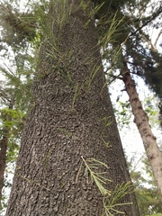 Casuarina equisetifolia