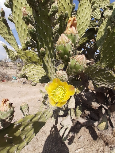 Image of Opuntia lasiacantha by (c) Aarón Misael Carpio Dávila, some rights reserved (CC BY)