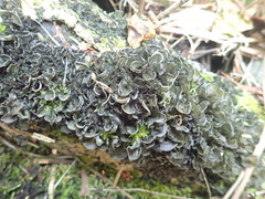 Leptogium malmei