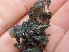 Leptogium malmei