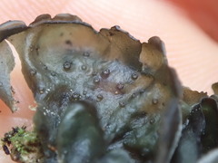 Leptogium malmei