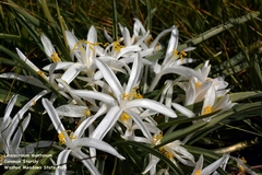 Leucocrinum montanum
