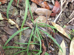 Arthropodium candidum