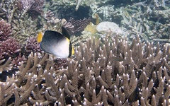 Chaetodontoplus mesoleucus