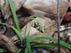 Arthropodium candidum