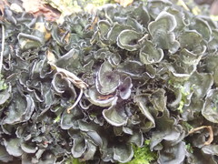 Leptogium malmei